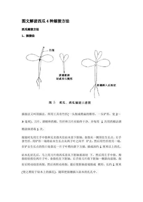 图文解读西瓜4种嫁接方法