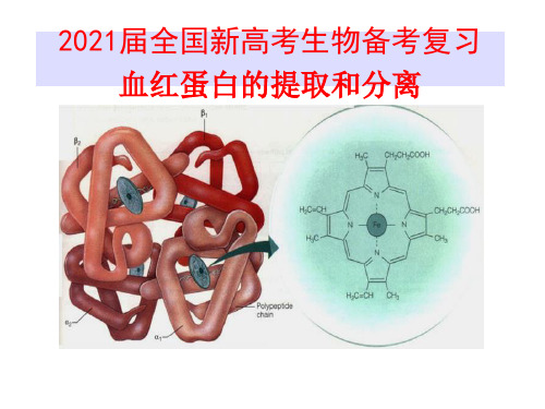 2021届全国新高考生物备考复习  血红蛋白的提取和分离