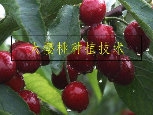 《大樱桃种植技术》PPT课件