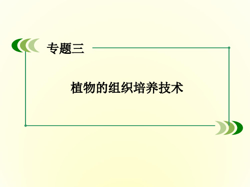 2015-2016高中生物人教版选修1课件 专题3 课题1《菊花的组织培养》