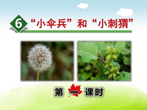 课件6.“小伞兵”和“小刺猬”ppt课件