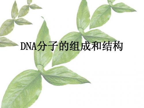 DNA分子组成及结构