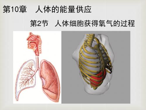 十2 人体细胞获得氧气的过程