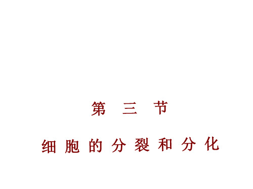 苏教版初中生物七年级上册 2.3.3细胞分裂与分化 课件(共17张PPT)