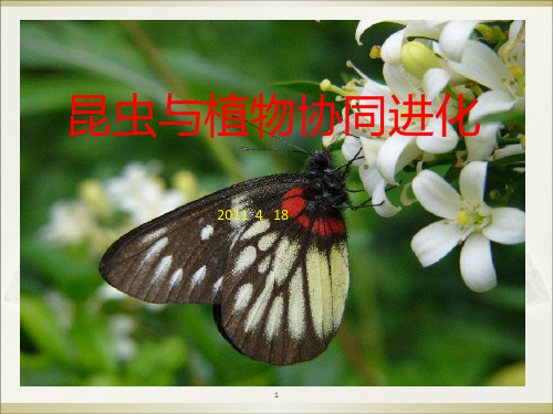 协同进化昆虫与植物PPT课件