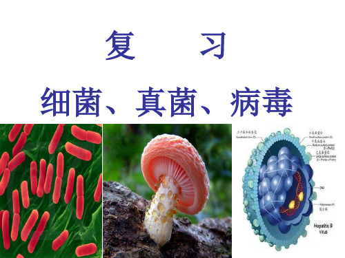 《细菌、真菌、病毒》复习ppt