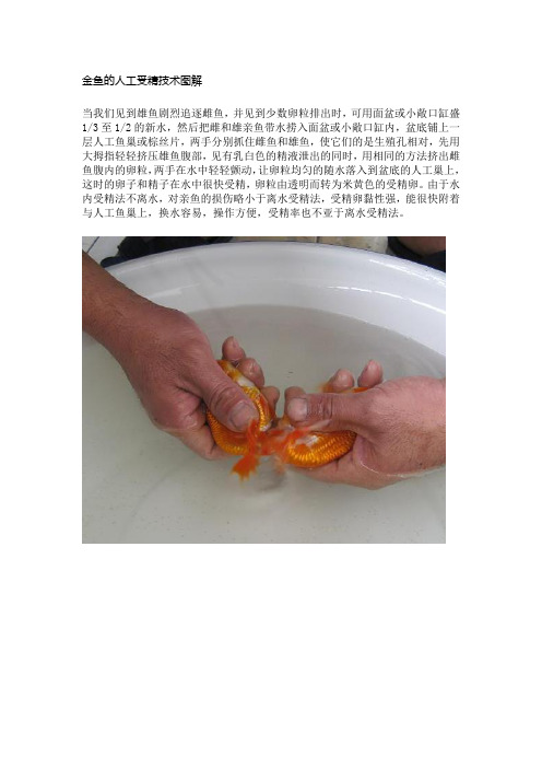 金鱼的人工受精技术图解