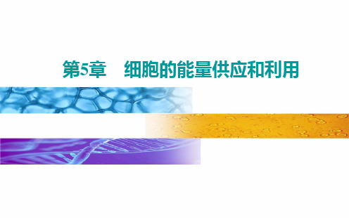 新教材《光合作用与能量转化》PPT公开课课件人教版1