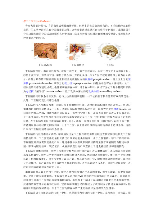 下丘脑