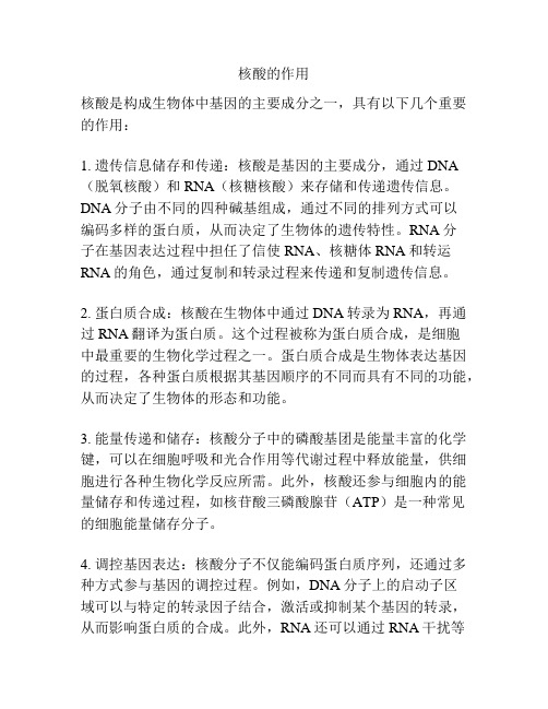核酸的作用