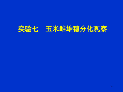 实验七 玉米雌雄穗分化观察ppt课件