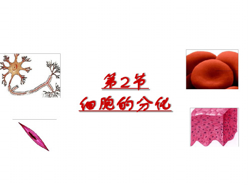 沪科版生命科学高二上7 2有丝分裂课件1