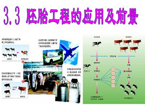 专题3 胚胎工程 3.3 胚胎工程的应用及前景(62张PPT)