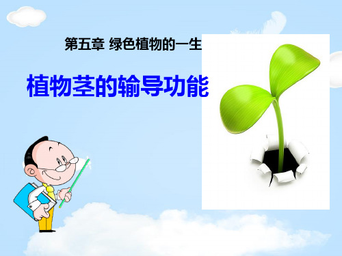 《植物茎的输导功能》PPT【优质课件】