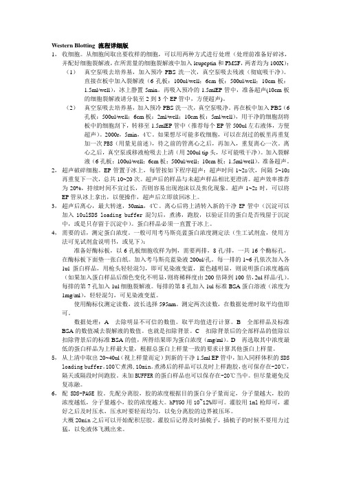 Western Blotting 流程详细版