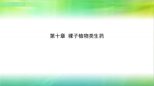 第十章  裸子植物类生药 第十一章被子植物