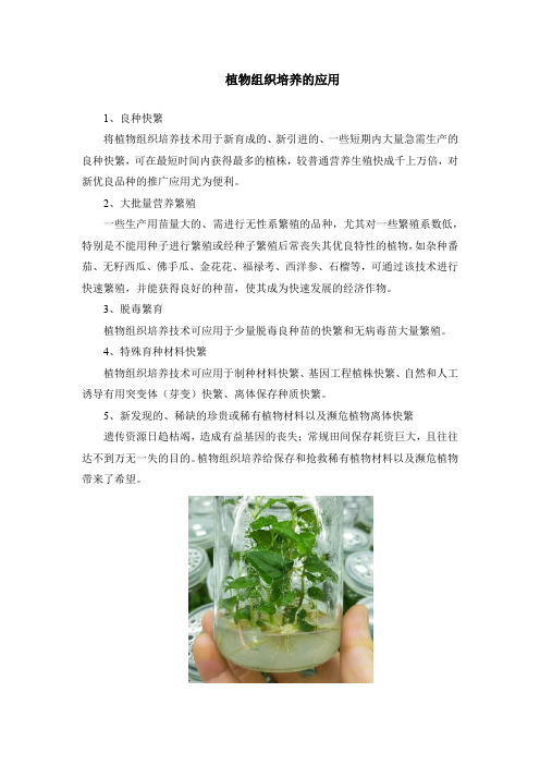 植物组织培养的应用