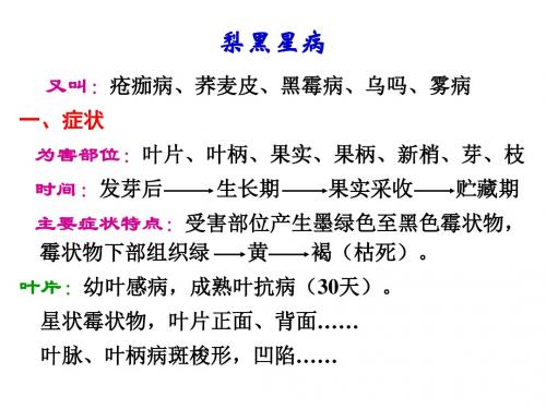 3. 梨黑星病