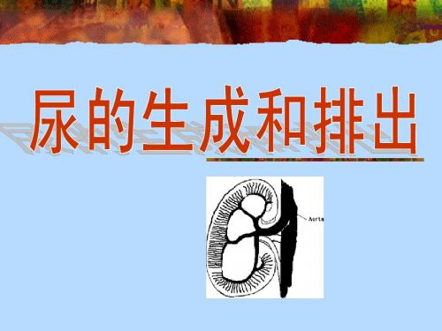 第8章 尿的生成和排出(郑煜版)