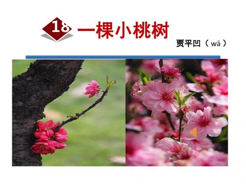 一棵小桃树