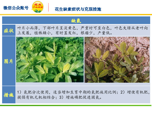 史上最全花生缺素症状与克服措施(争相收藏的图文并茂版)