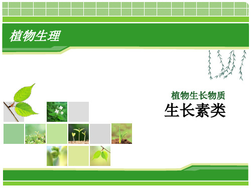 植物生长物质生长素类.ppt