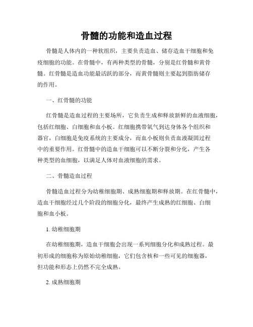 骨髓的功能和造血过程