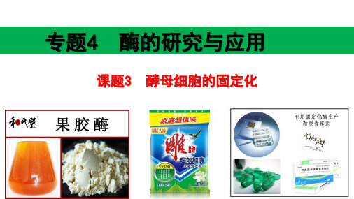 人教版高二选修一4.3酵母细胞的固定化课件28PPT
