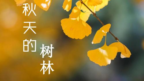 秋天的树林