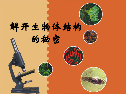 五年级下册科学课件-3.1 解开生物体结构的秘密(11)-湘科版