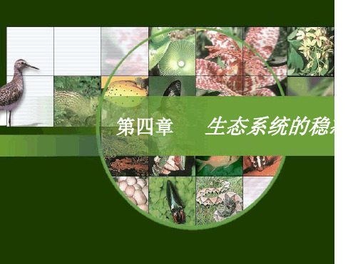 生态系统的结构-公开课最新PPT课件