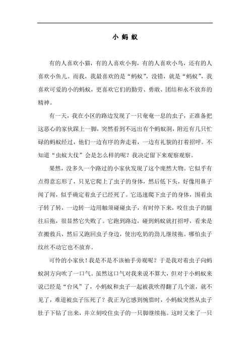 我喜欢的动物——小蚂蚁