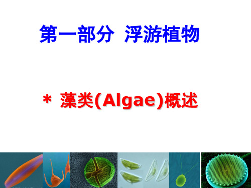 第2周-藻类综述