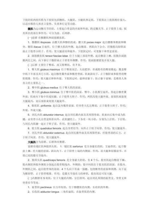 下肢肌肉及功能