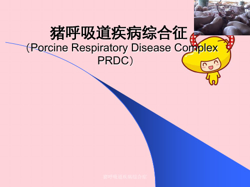 猪呼吸道疾病综合症