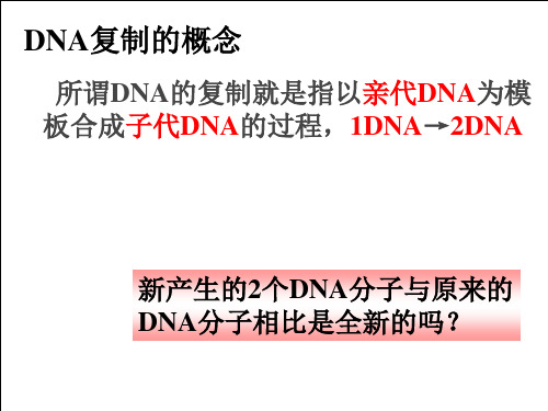 人教版高中生物必修二课件：4.4遗传信息的转录