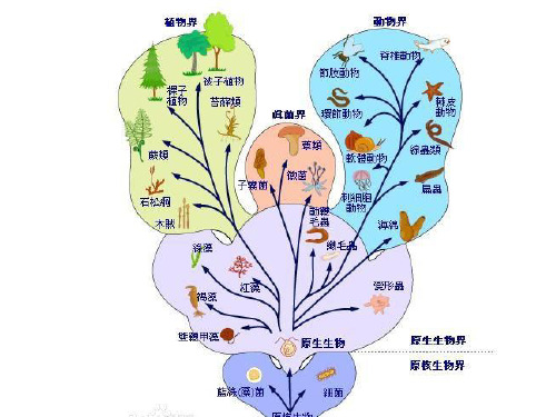 3.3细胞核——系统的控制中心