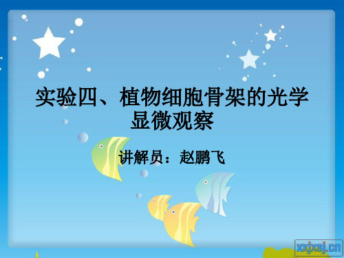 植物细胞骨架的光学显微观察
