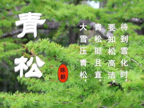 《青松》PPT课件4