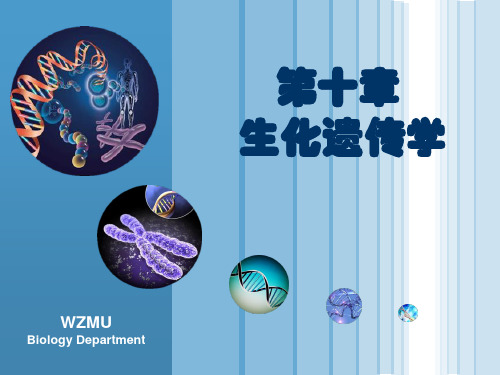 第10章 生化遗传学