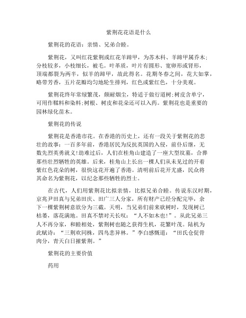 紫荆花花语是什么