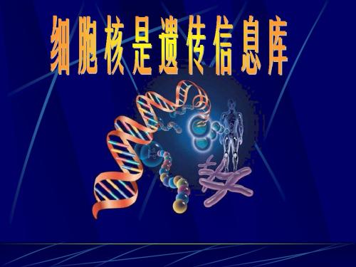 2-2-2细胞核是遗传信息库课件
