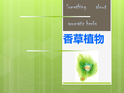 香草植物资料重点