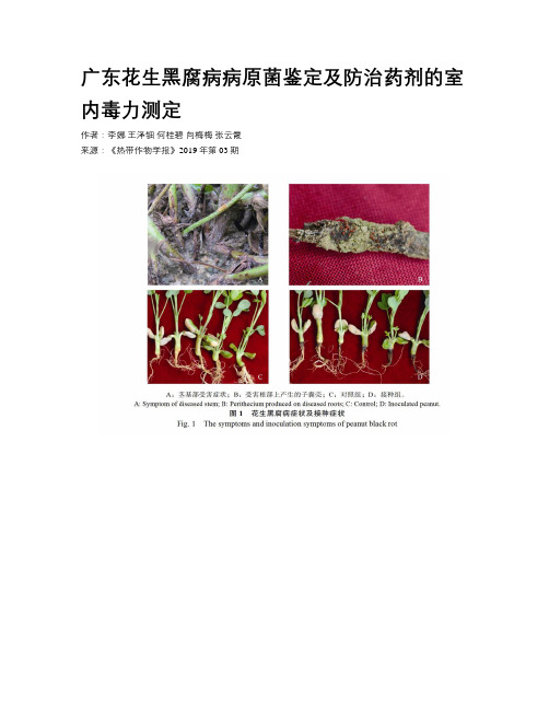 广东花生黑腐病病原菌鉴定及防治药剂的室内毒力测定