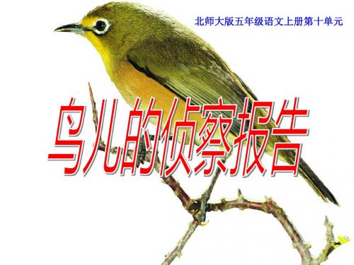 《鸟儿的侦察报告》PPT精选教学课件