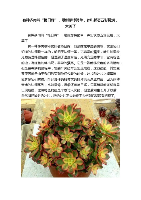 有种多肉叫“艳日辉”，爆侧芽特简单，养出状态五彩斑斓，太美了