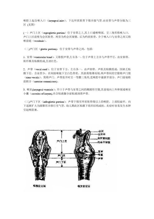 声带以及周围结构图和解释