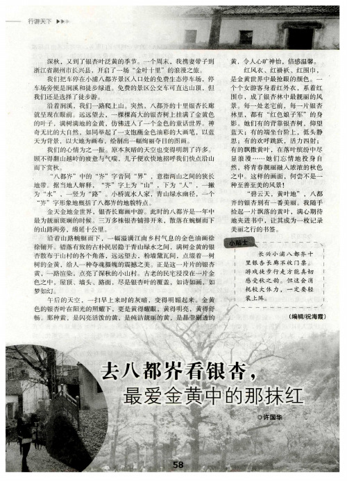 去八都岕看银杏,最爱金黄中的那抹红