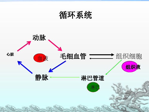循环系统心动脉静脉ppt课件
