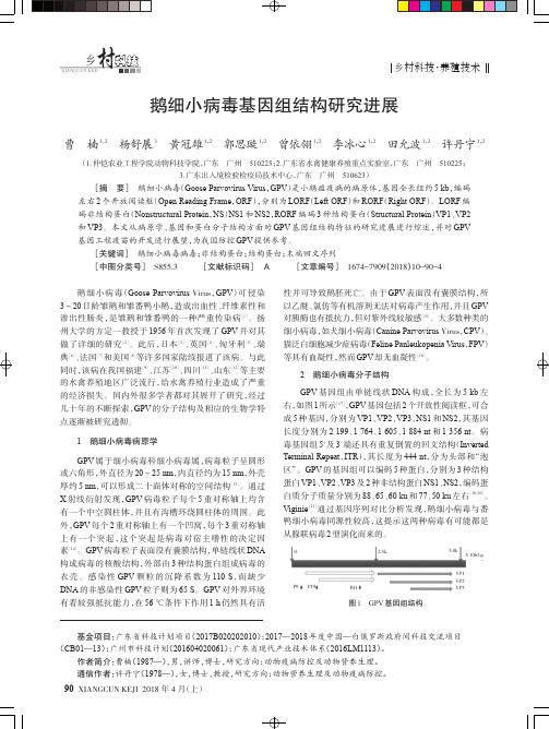 鹅细小病毒基因组结构研究进展
